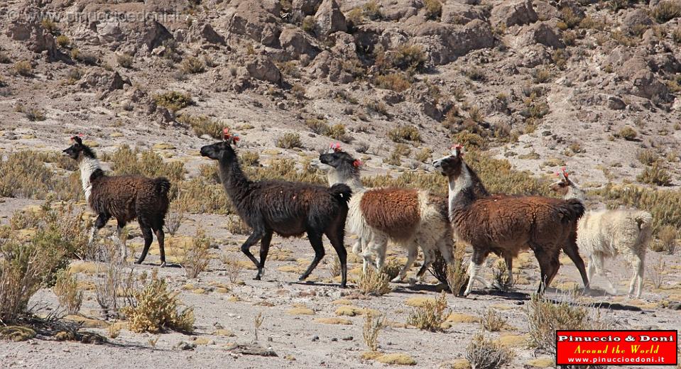 BOLIVIA 2 - On the road to Salar - 6.jpg